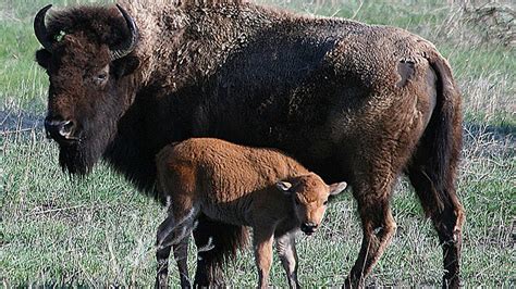 Watching A Baby Bison Die Cool Green Science