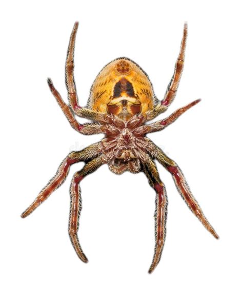 Emale Tropical Orb Weaver Spider Eriophora Ravilla Isolated Cutout