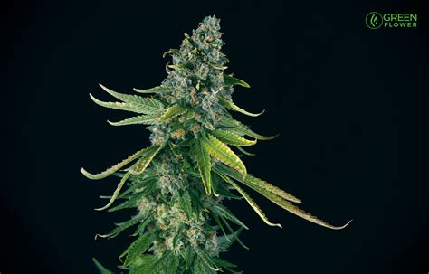 Green Crack Is A Classic Strain With An Uplifting Vibe Green Flower