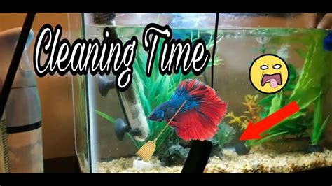 How To Do A Water Change Betta Fish 2018 Youtube