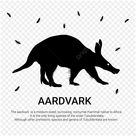 Projeto De Vetor Mínimo Aardvark Png Aardvark África Animal Imagem