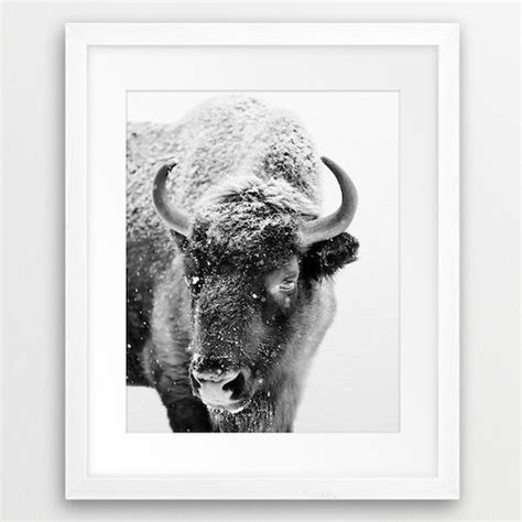 Buffalo Print Bison Wall Art American Bison Photo Snow Etsy