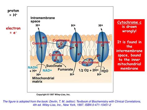 PPT - Electron Transport Chain (Respiratory Chain) - exercise ...