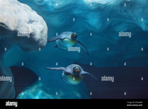 Penguins swimming underwater Stock Photo - Alamy