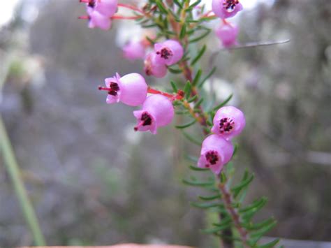 Button Heath From Greyton Nature Reserve Western Cape South Africa On