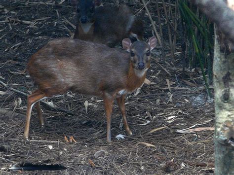 Neotragus pygmaeus / Royal antelope in zoos