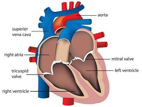 First Patient Successfully Implanted With Mitral Valve Replacement Device