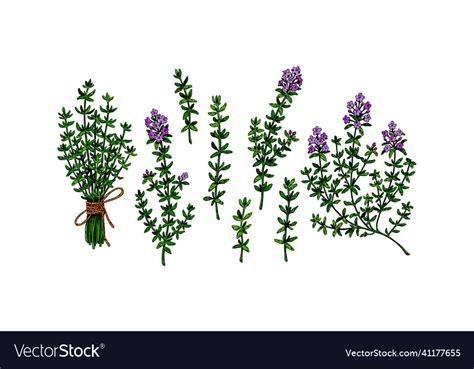 Set Of Hand Drawn Thyme Branches In Bloom Vector Image