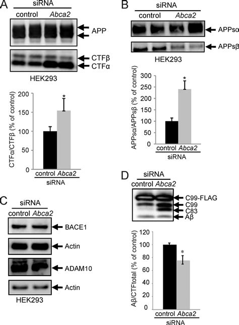 App Processing Is Affected By Abca2 Reduction Hek293 Cells Expressing