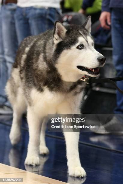 Connecticut Huskies Mascot Photos and Premium High Res Pictures - Getty ...