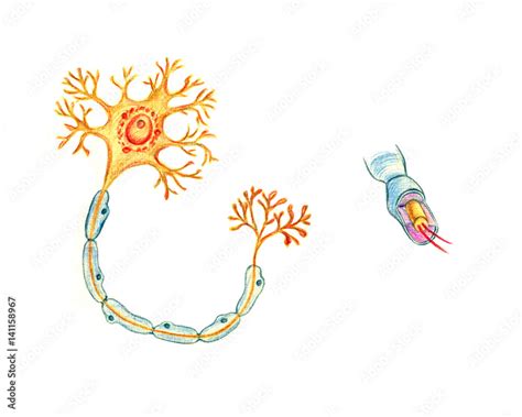 Structure of a typical neuron, hand drawn medical illustration, color pencils drawing with ...