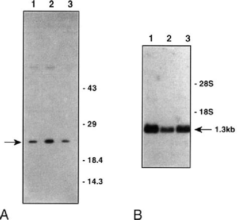 Figure 1 From Complementary Expression Of Hip A Cell Surface Heparan