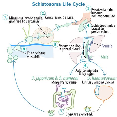 Schistosoma Haematobium Life Cycle