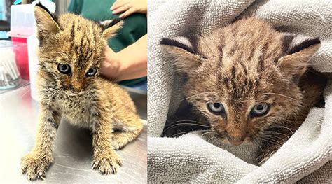 Una Coppia Pensa Di Aver Salvato Un Gattino Randagio Ma Poi Scopre Che