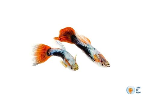 Fin Rot In Guppies Causes Remedies And Prevention Guide