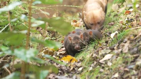 Zoo Welcomes Birth Of Four Rare Bush Dog Babies Jukin Licensing