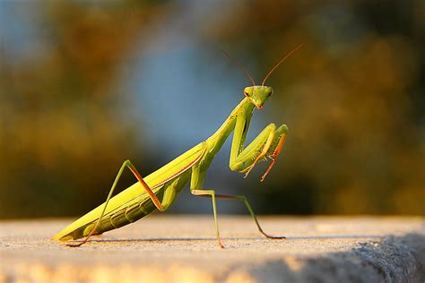 Mantis Religiosa Picadura 8