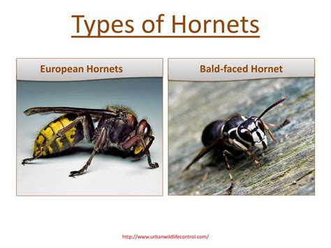 PPT - Hornet Nest Removal Tips PowerPoint Presentation, free download ...