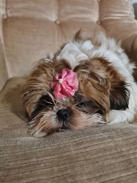 Shih Tzu Sunia Tri Kolor Gotowa Do Odbioru Nowy S Cz Olx Pl