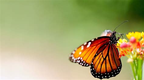 Butterfly 4K HD Wallpapers - Top Free Butterfly 4K HD Backgrounds - WallpaperAccess