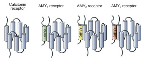 Targeting the Amylin Receptor for Obesity Weight Reduction