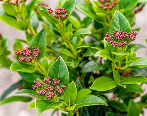 Viburnum Tinus Lorbeer Schneeball Jetzt G Nstig Online Kaufen Bei