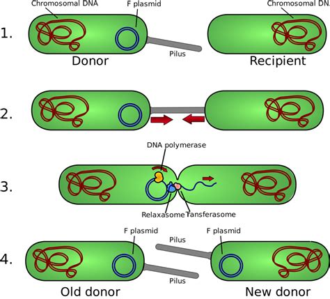 Cómo Se Reproducen Las Bacterias