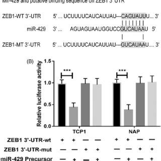 ZEB1 Is A Direct Target Of MiR 429 A The Binding Site For MiR 429 In