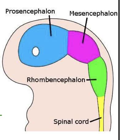 Anatomy: The Brain and Cranial Nerves Flashcards | Quizlet