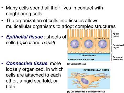 Solution Chapter 4 Beyond The Cell Cell Adhesions Cell Junctions And