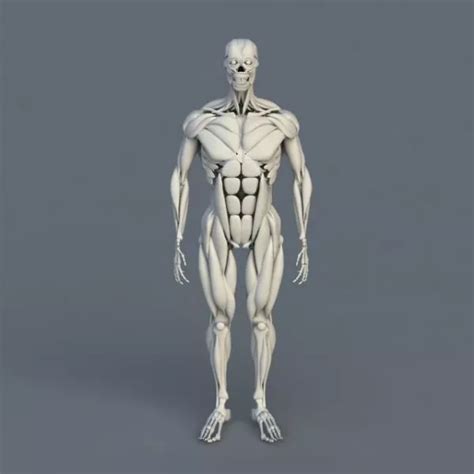 Anatomy Human Body Bones Muscles Free 3d Model - .Max, .Vray - Open3dModel