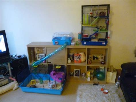 17 Hamster shelf in living room ideas ideas in 2022 | Hamster cages ...