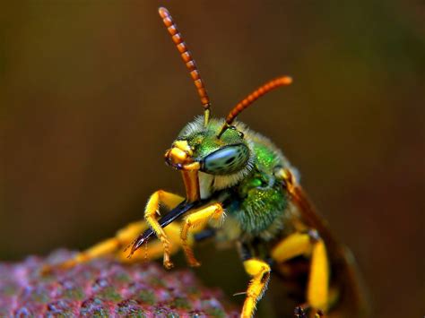 Green Metallic Bee Macro Agapostemon Virescens Male 10m Flickr