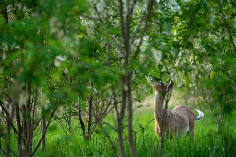 Pennsylvania Hunting Licenses Go On Sale Monday