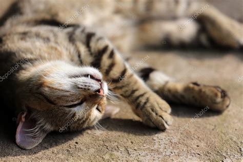 Happy Sleeping Cat Stock Photo By ©vvvita 126303490