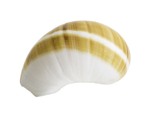 shell isolated stock  images  backgrounds