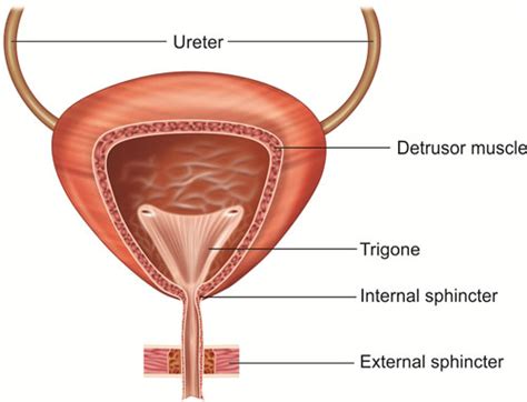 Flashcards Control Of Micturition Quizlet