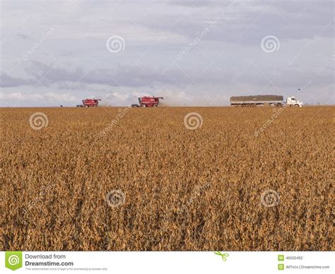 Harvest Soybean Editorial Photography Image Of Automation 46550462