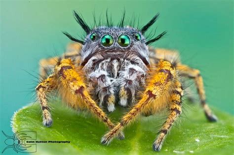 Pin de Miguel Soto en Formas de Vida | Araña saltando, Salticidae ...