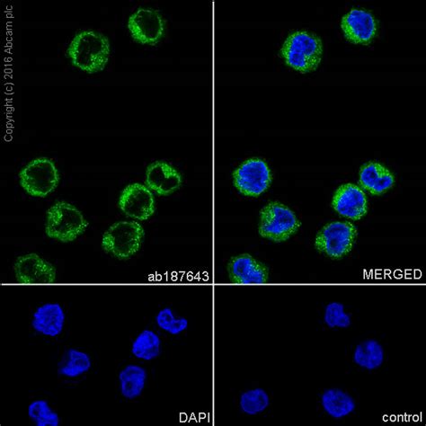 Anti Cdc42 Antibody [epr15620] Ab187643 Abcam