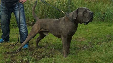 Are Boerboel Mix With Neapolitan Mastiff Good And Bad