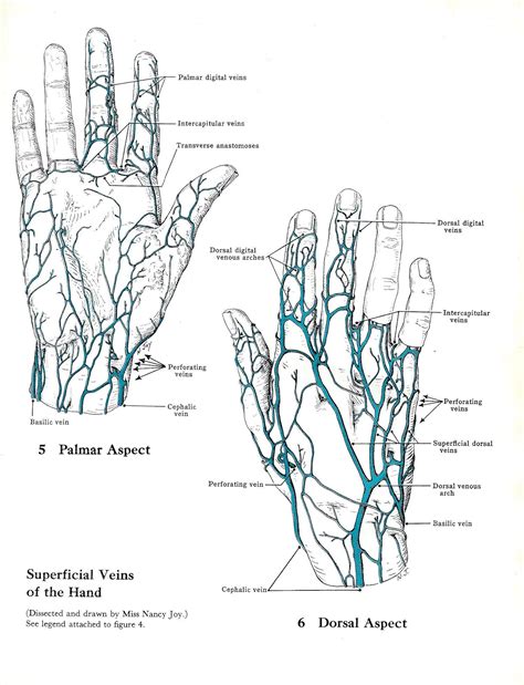 Superficial Veins Of The Hand And Cutaneous Nerves Of The Upper Limb On