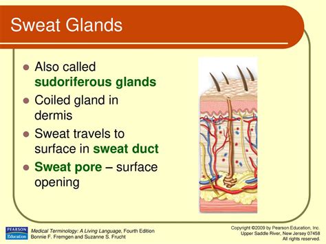 Chapter 3 Integumentary System Ppt Download