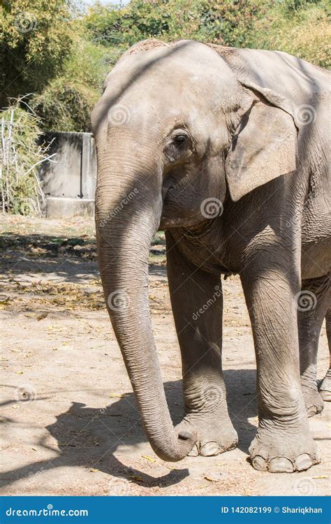 Asiatischer Elefant Nahaufnahme Front Profile Stockbild Bild Von