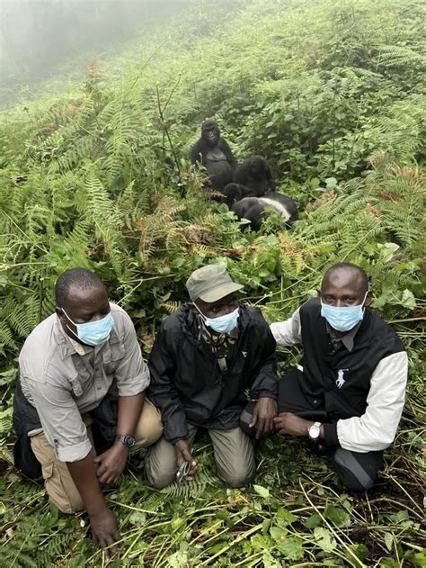 Day Chimpanzee Trekking Gorilla Tracking Congo Drc Rwanda Uganda