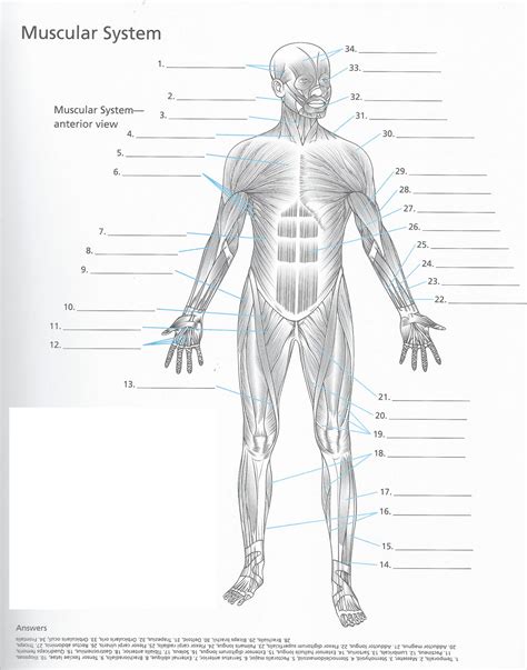 Disegni Da Colorare Disegni Da Colorare Anatomia E Parti Del Corpo Umano