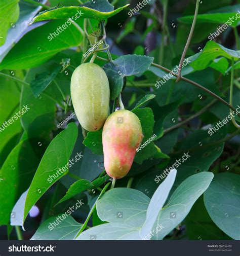 Trichosanthes Cucumeroides Images Stock Photos Vectors Shutterstock