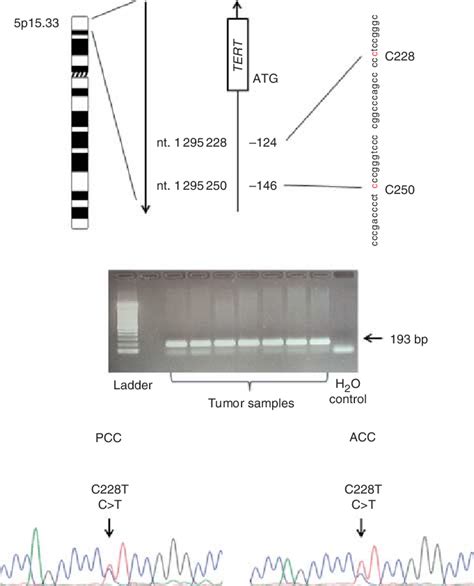 Detection Of Tert Promoter Mutations Top Location Of The Commonly