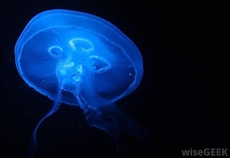 25+ bästa Bioluminescent animals idéerna på Pinterest