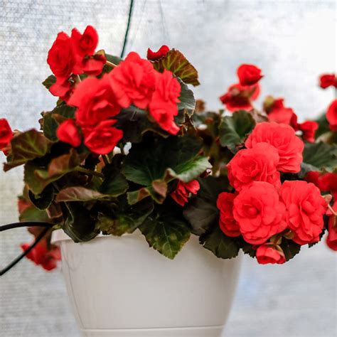 Hanging Basket Begonia Nonstop Red - Shop Sugar Creek Gardens